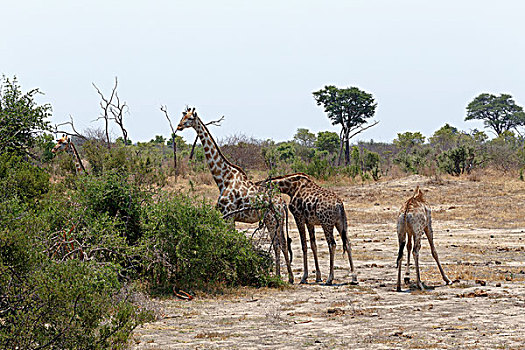 长颈鹿,国家公园