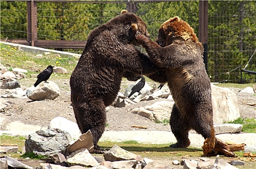 两个,棕熊
