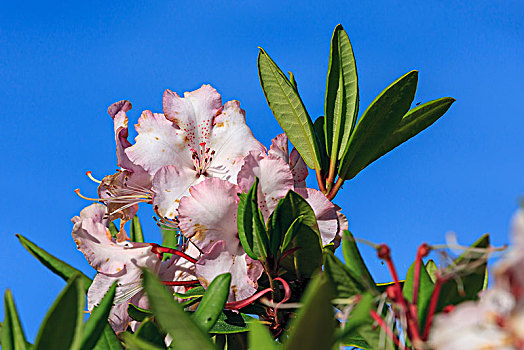 粉色,杜鹃属植物,杜鹃花属植物,鲜明,蓝天,俄勒冈