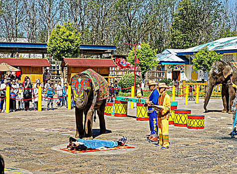 昆明民族村大象表演