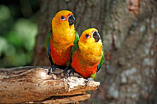 长尾鹦鹉,一对,树,潘塔纳尔,巴西,南美