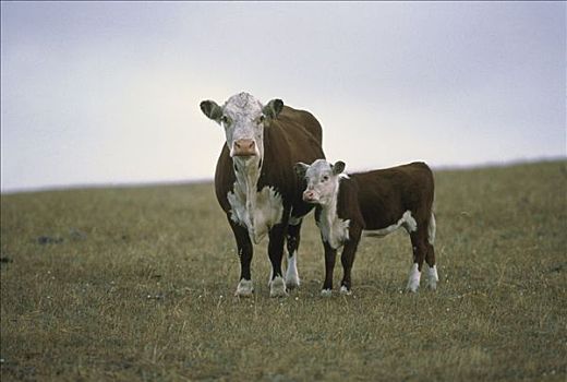 家牛,草场,赫里福德,北美