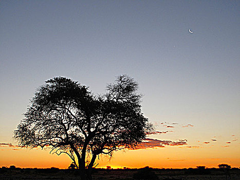 纳米比亚,埃托沙国家公园,刺槐,日落