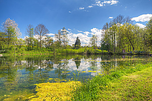 青蛙,水塘,靠近,乡村,上巴伐利亚,巴伐利亚,德国