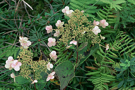 八仙花属