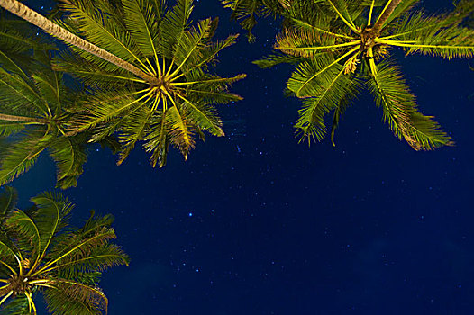 斯里兰卡,靠近,乌纳瓦图纳,星,夜晚,棕榈树