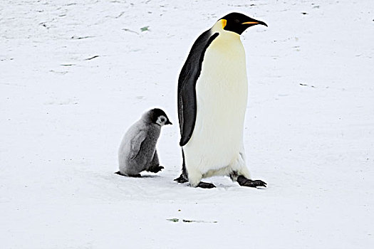 帝企鹅,走,幼禽,南极