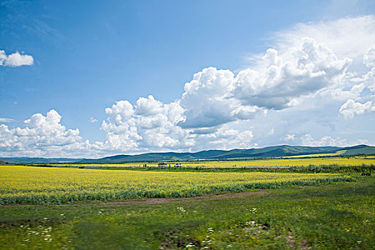 内蒙古呼伦贝尔额尔古纳根河湿地边的油菜花