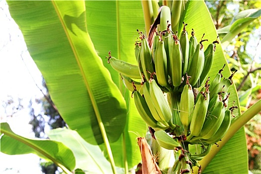 香蕉树,丛林