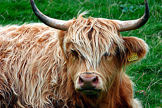 高原牛,苏格兰