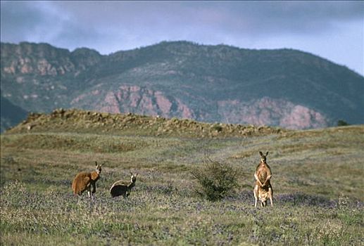 红袋鼠,三个,站立,地点,弗林德斯山国家公园,澳大利亚