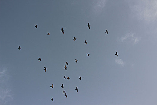 鸽子飞翔