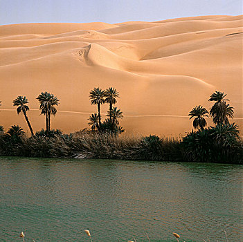利比亚,撒哈拉沙漠,沙,沙漠,绿洲,棕榈树,水,沙丘