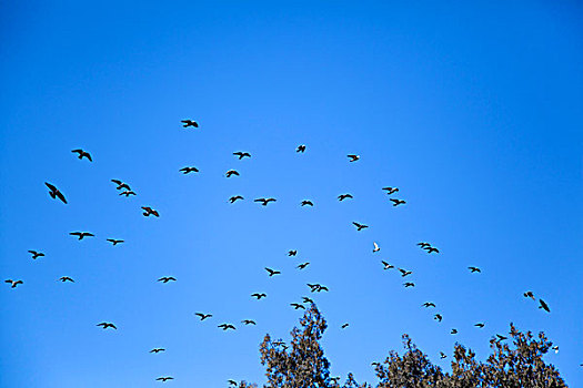 蓝天下飞翔的鸽子群