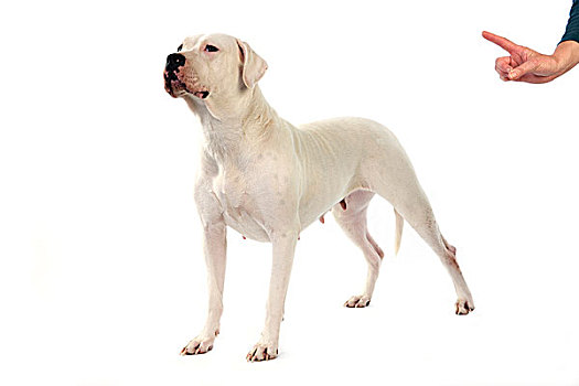 阿根廷人,獒犬,狗,白色背景,顺从