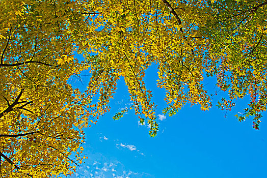 蓝天下的枫树林