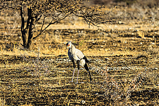 秘书,鸟,埃托沙国家公园,纳米比亚,非洲