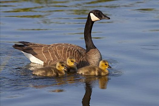 成年,加拿大,鹅,游泳,三个,诞生,小鹅,幼禽,湿地,阿拉斯加,春天