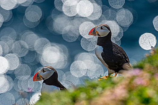 两个,角嘴海雀,北极,斯凯利格,岛屿,爱尔兰