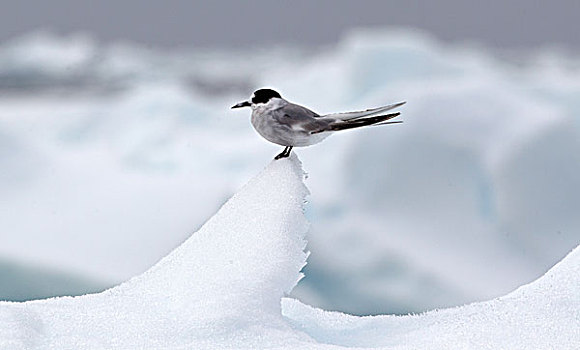 北极燕鸥,冰,冰山,浮冰,南大洋,英里,北方,东方,南极