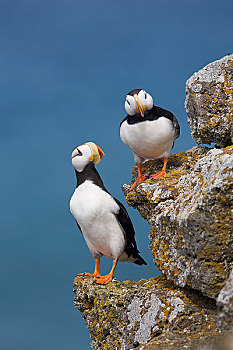 有角,角嘴海雀,一对,栖息,岩石上,石台,蓝色,白令海,背景,圣保罗,岛屿,普里比洛夫群岛,西南方,阿拉斯加