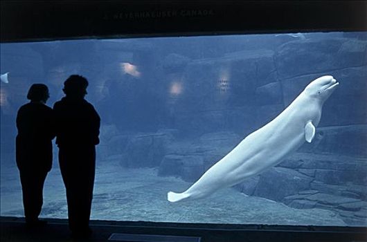 白鲸,公共水族馆,温哥华,不列颠哥伦比亚省,加拿大