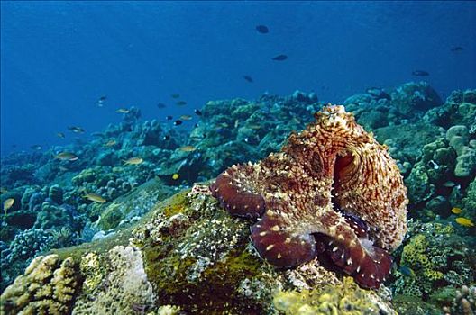 礁石,章鱼,霞水母章鱼,岛屿,印度尼西亚