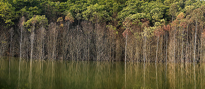 福建南靖水杉