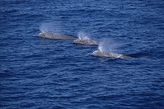 宽吻海豚,鲸,三个,平面,新斯科舍省