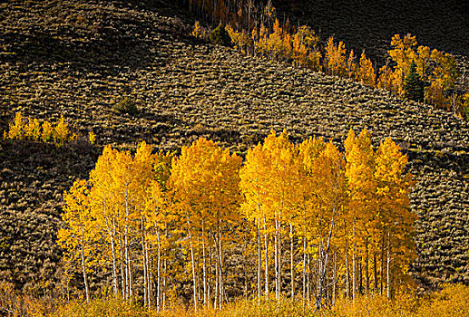 金色,白杨,满,秋色,科罗拉多,落基山脉