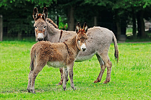 驴,母马,小马,站立,草场,北莱茵-威斯特伐利亚,德国,欧洲