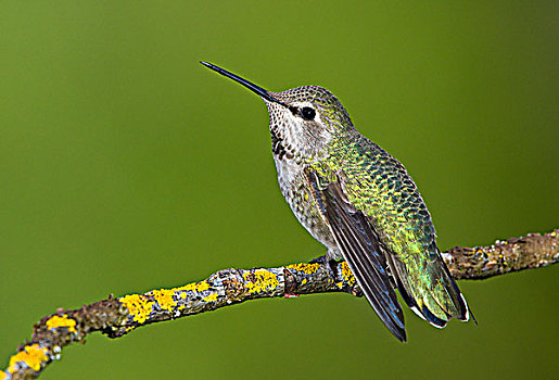 雌性,蜂鸟,栖息,维多利亚,温哥华岛,不列颠哥伦比亚省,加拿大