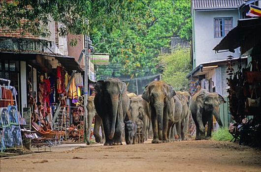斯里兰卡,靠近,康提,大象,穿过,街道,乡村