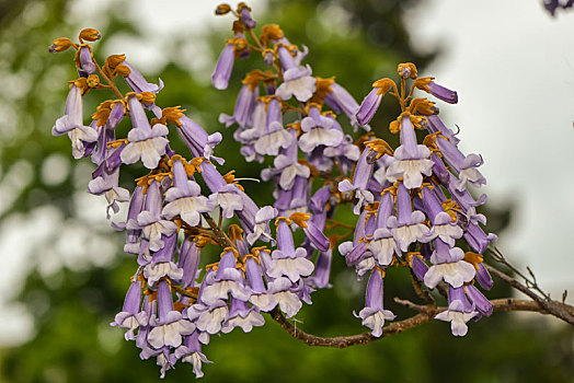 花,野风信子,树