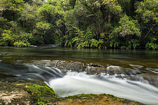 河,雨林,乌雷威拉国家公园,北岛,新西兰,大洋洲