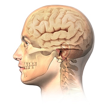 男性,头部,头骨,大脑,灵异,侧面视角