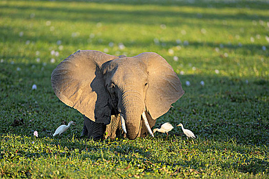 非洲象,站立,繁茂,水坑,牛背鹭,靠近,夜光,赞比西河下游国家公园,赞比亚,非洲
