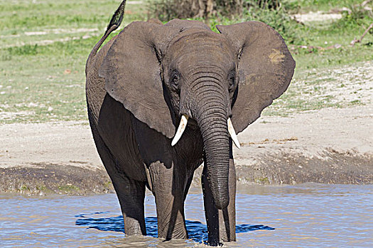 一个,大象,宽,獠牙,展示,站立,水,看镜头,特写,恩戈罗恩戈罗,保护区,坦桑尼亚