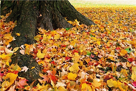 秋天,地毯