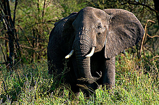 非洲象,树林,塞伦盖蒂国家公园,坦桑尼亚