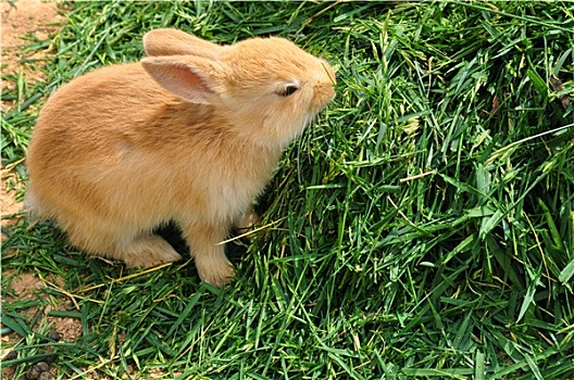 小兔,喂食,草地