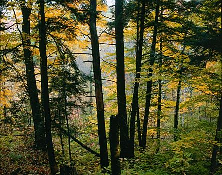 树林,胭脂,河谷,斯卡伯勒,安大略省,加拿大