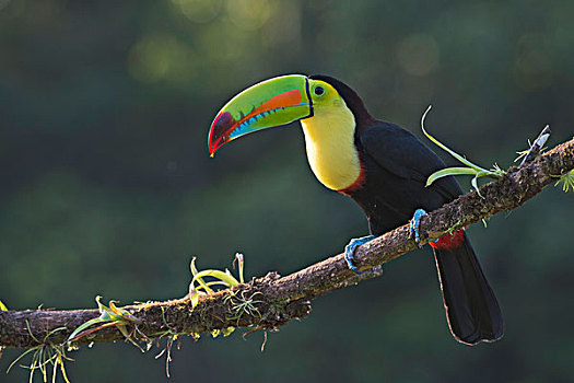 巨嘴鸟,栖息,枝条,省,哥斯达黎加,北美