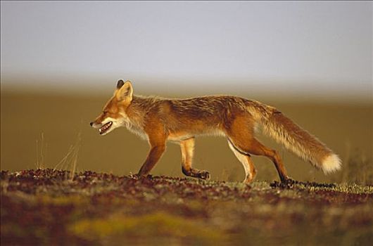 红狐,狐属,成年,苔原,北方,斜坡,阿拉斯加