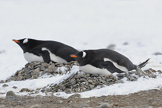 巴布亚企鹅,坐,鸟窝,布朗布拉夫,南极半岛,南极