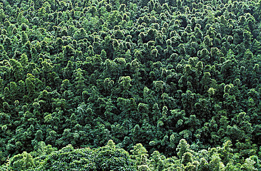 热带森林,茂盛,植被,夏威夷