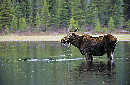 母牛,驼鹿,觅食,水塘,不列颠哥伦比亚省,加拿大