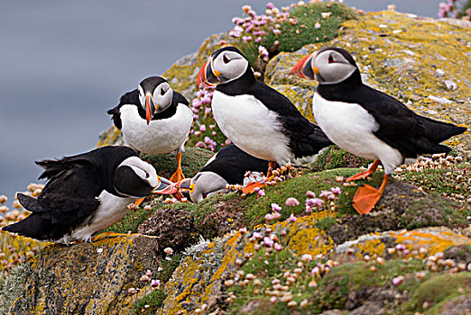 小,争执,角嘴海雀,北极,设得兰群岛,苏格兰,英国,欧洲