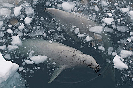 食蝦海豹,食蟹海豹,一对,平面,呼吸,声音,威德尔海,南极