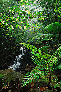 瀑布,低地,雨林,国家公园,马来西亚